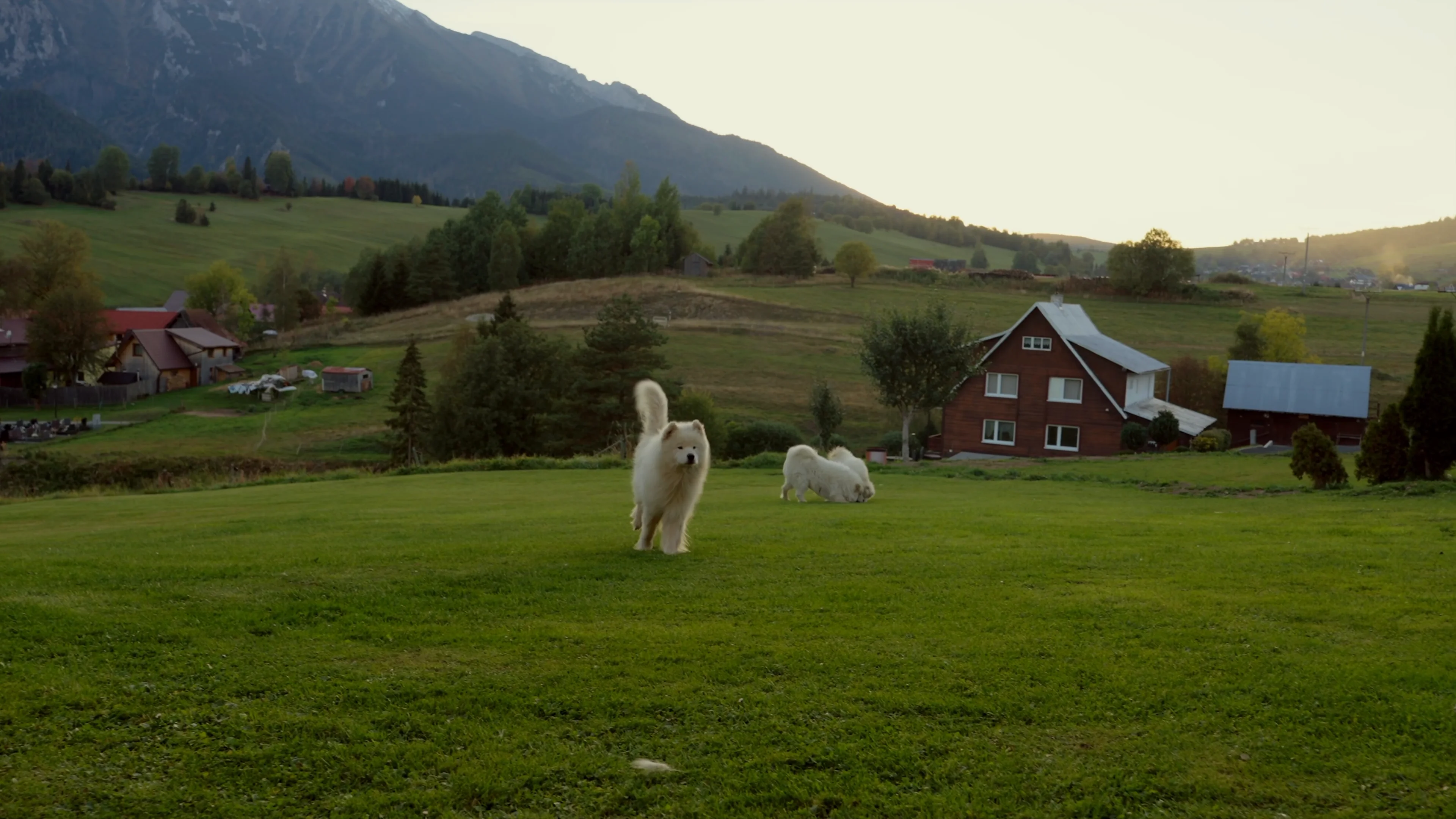 Dom č. 281 s lúkou a dvoma samojedmi, za ním Belianske Tatry