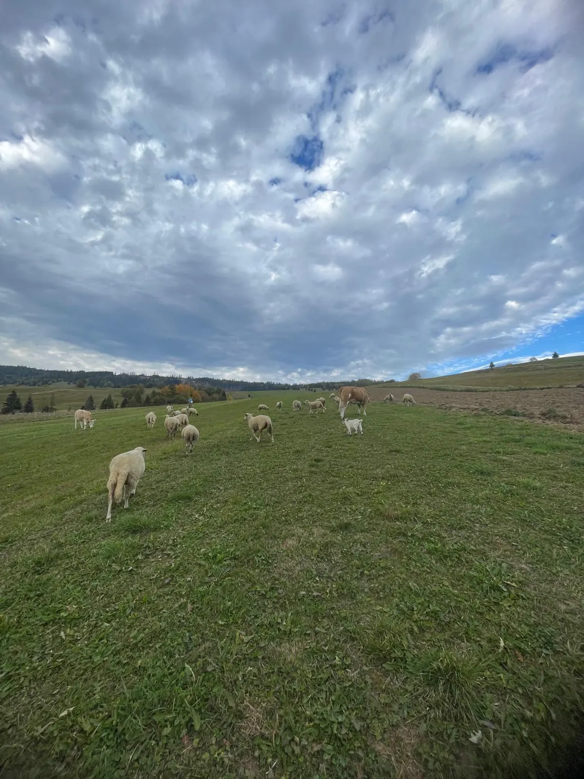 Sheep in a meadow under a cloudy sky