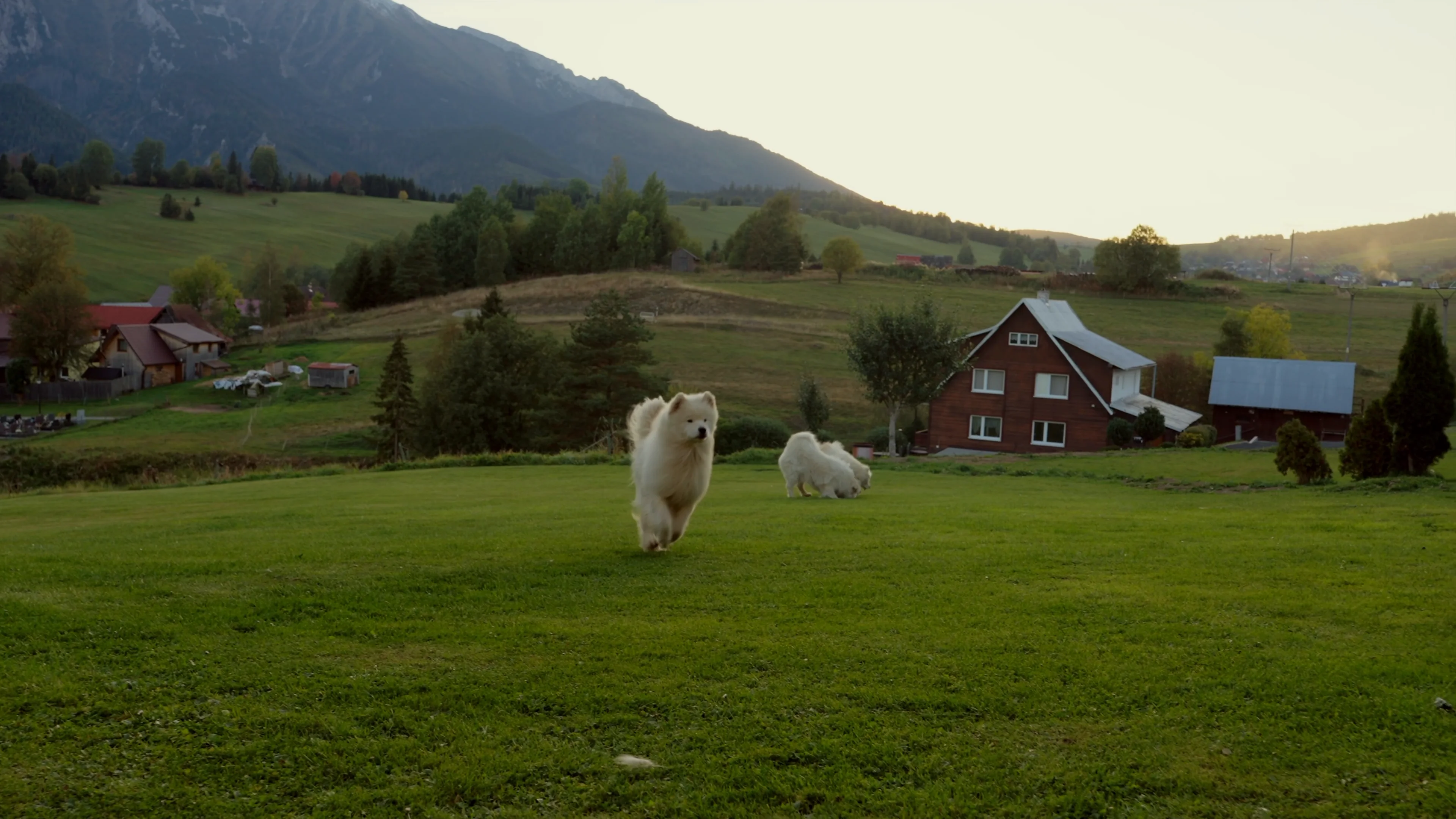 Dva samojedy bežia po lúke pred domom, za nimi Belianske Tatry